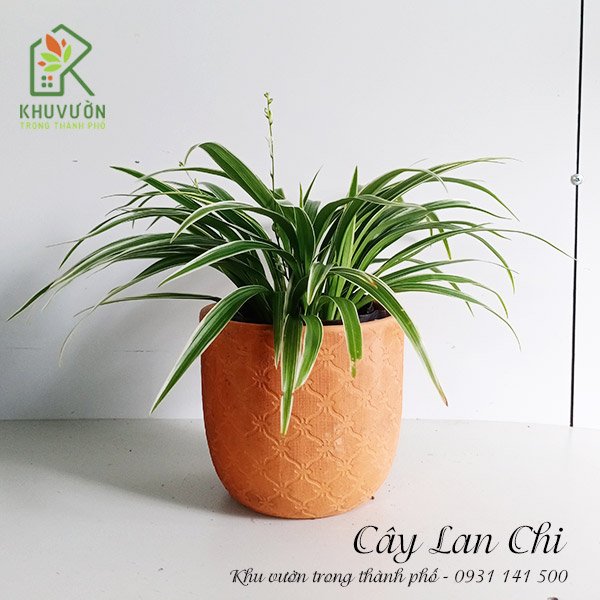 Cây Lan Chi Để Bàn 2