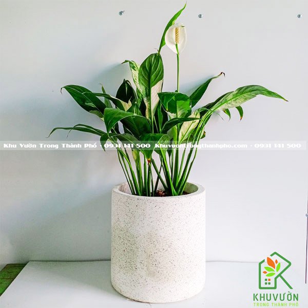 Cây Lan Ý Cẩm Thạch Để Bàn