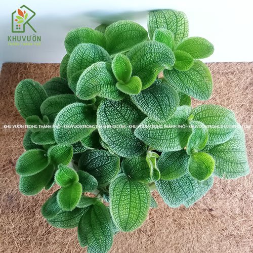 Cây Gấm Phyllagathis 2