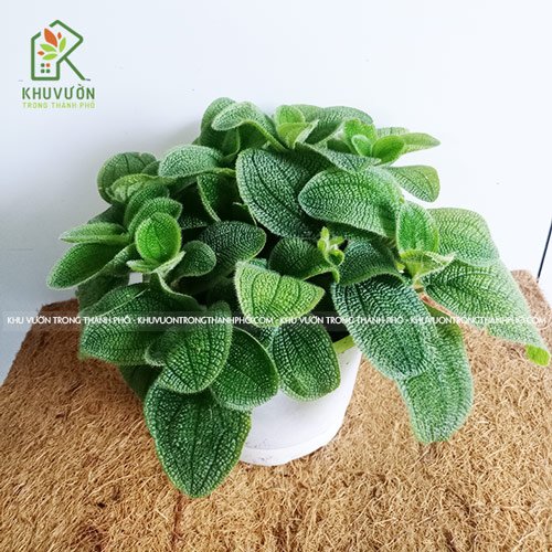 Cây Gấm Phyllagathis