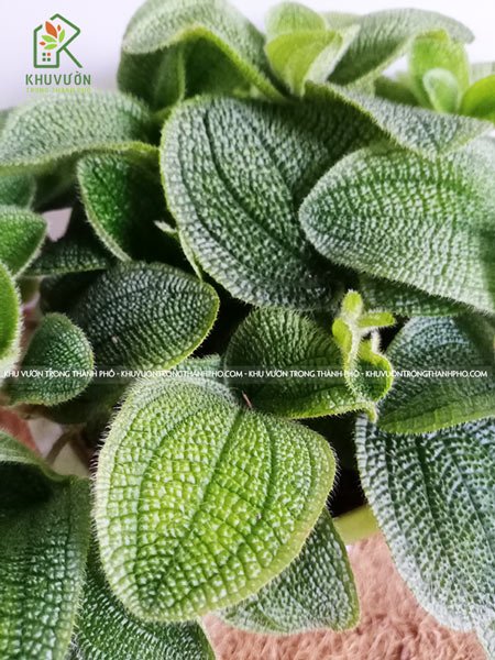 Cây Gấm Phyllagathis 3