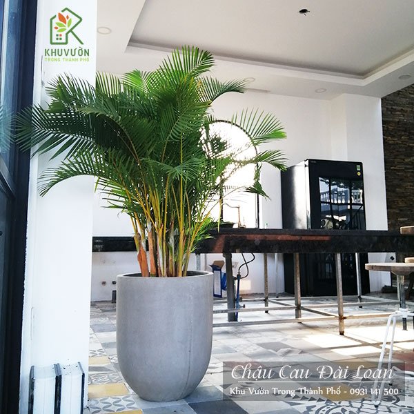 Chậu Cây Cau Đài Loan