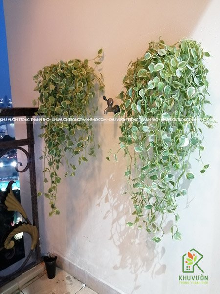 Cây Càng Cua Cẩm Thạch 3