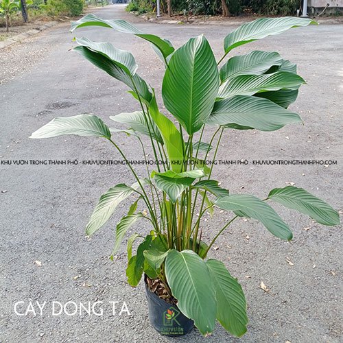 Cây Lá Dong