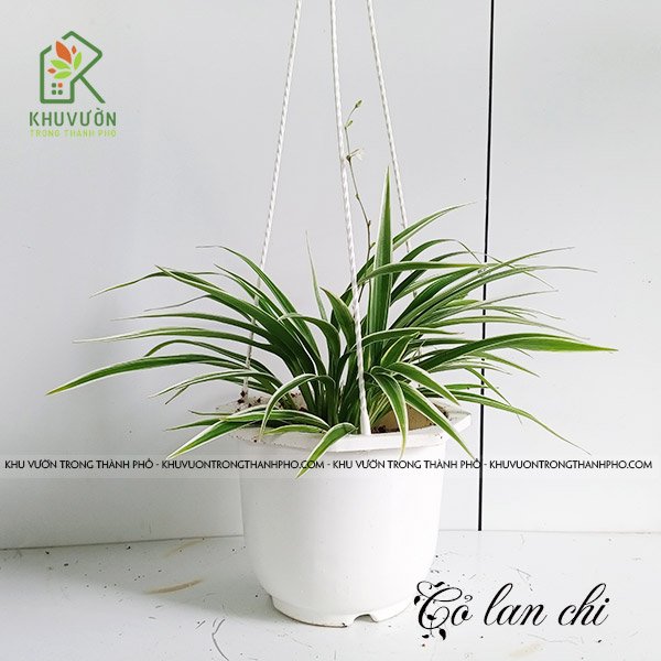 Cây Lan Chi Chậu Treo