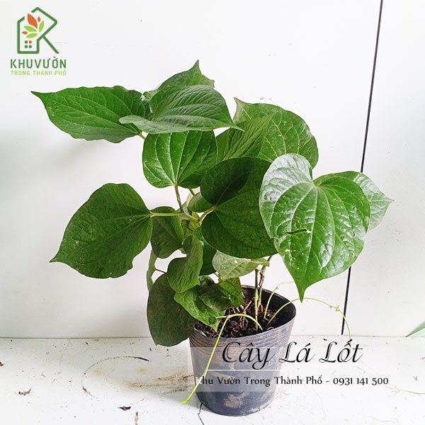 Cây Lá Lốt