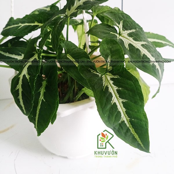 Cây Trầu Bà Nhung Syngonium Wendlandii 2
