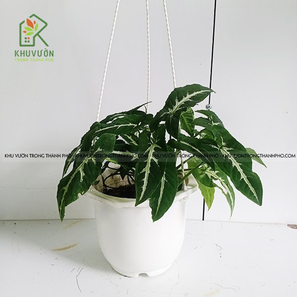 Cây Trầu Bà Nhung Syngonium Wendlandii