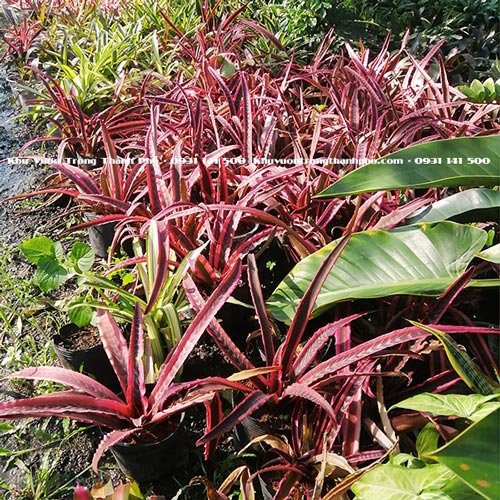 Cây Dứa Hồng Phụng 2