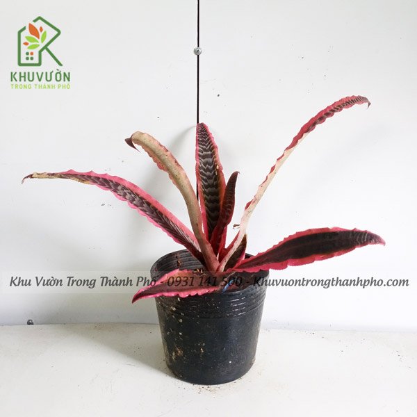 Cây Dứa Hồng Phụng
