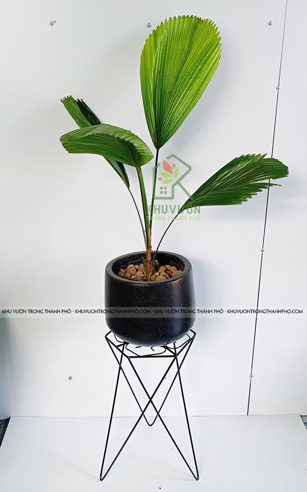 Cây Cọ Nhật, Cây Kè Nhật 3