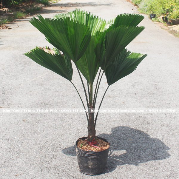 Cây Cọ Nhật, Cây Kè Nhật