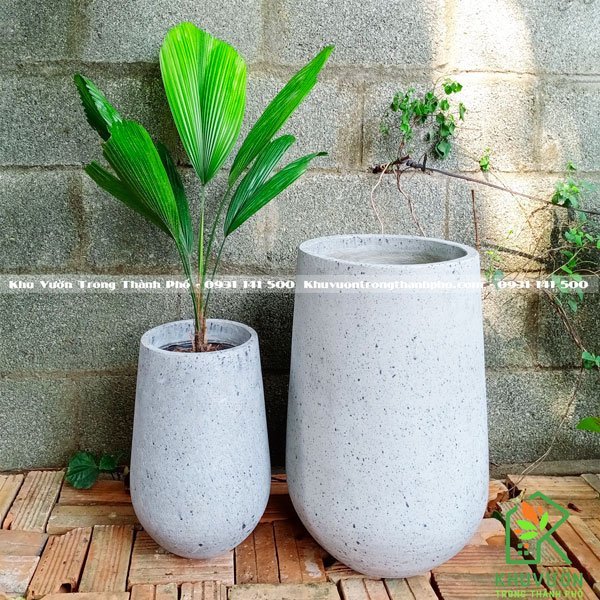 Cây Cọ Nhật, Cây Kè Nhật 2
