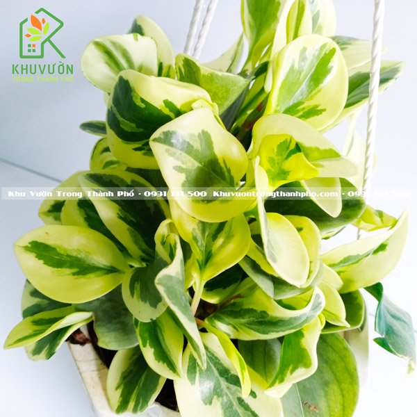 Cây Trường Sinh Cẩm Thạch 2
