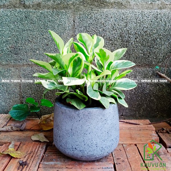 Cây Trường Sinh Cẩm Thạch 3