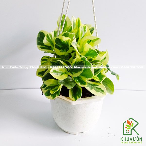 Cây Trường Sinh Cẩm Thạch