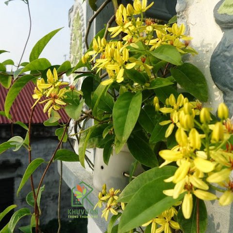 Cây Mai Hoàng Yến
