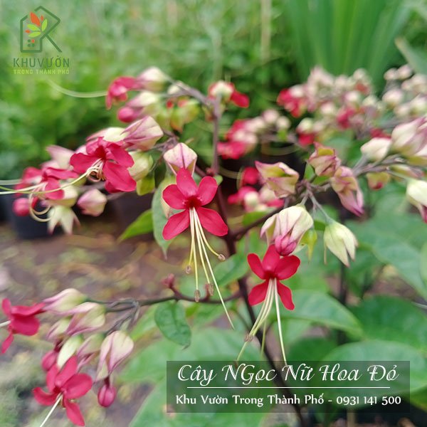 Cây Ngọc Nữ Hoa Đỏ
