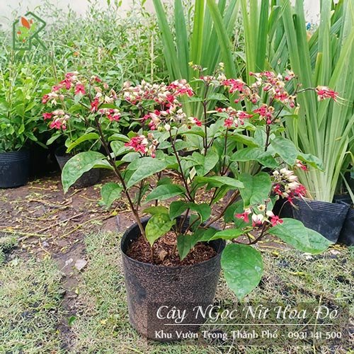 Cây Ngọc Nữ Hoa Đỏ 2