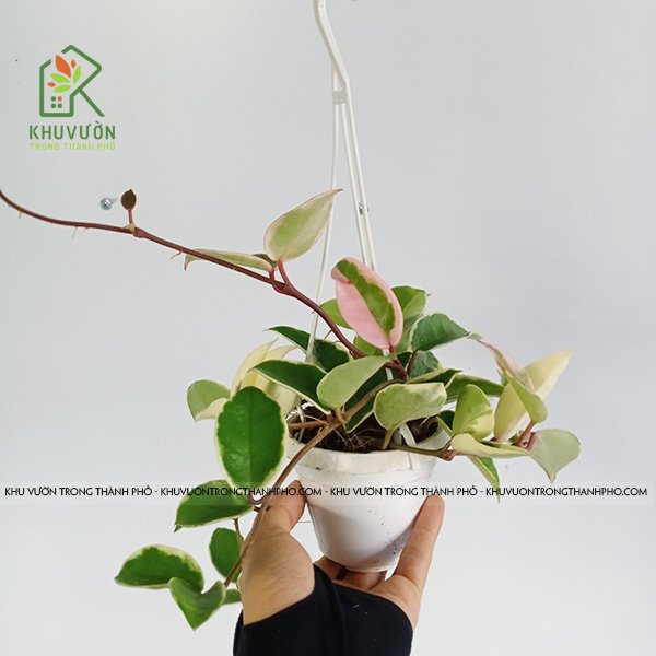 Cây Lan Cẩm Cù Cẩm Thạch
