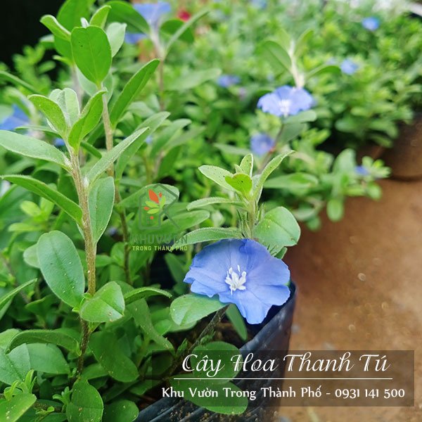 Cây Hoa Thanh Tú