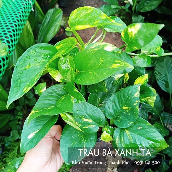 Cây Trầu Bà Xanh Ta