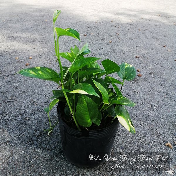 Cây Trầu Bà Xanh Ta 3