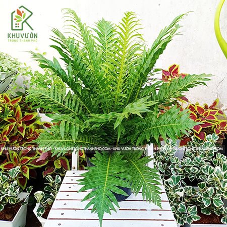 Cây Dương Xỉ Khổng Tước