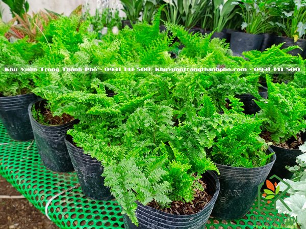 Cây Dương Xỉ Lá Nhuyễn Mini 2