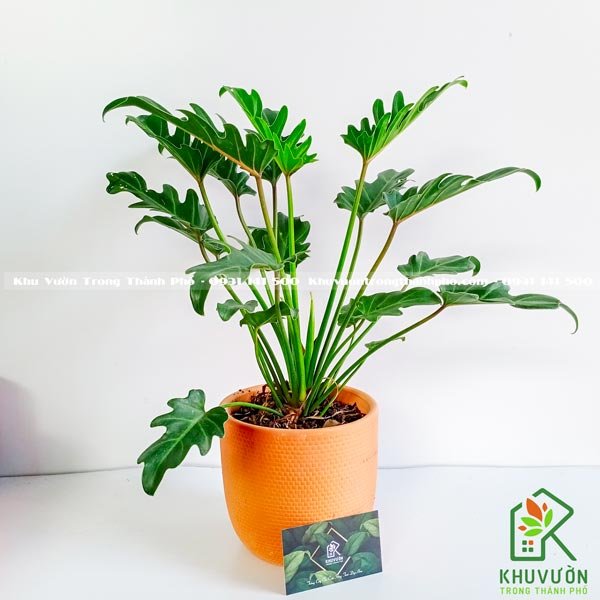 Chậu Cây Trầu Bà Chân Vịt