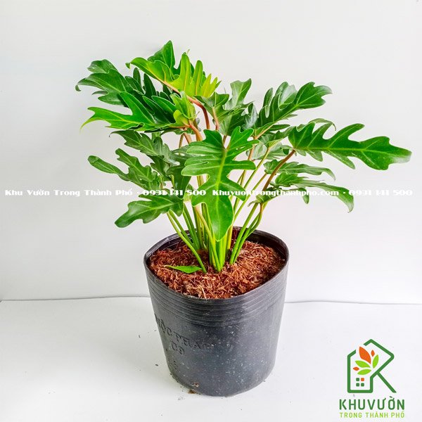 Cây Trầu Bà Chân Vịt