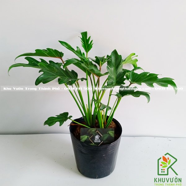 Cây Trầu Bà Chân Vịt 2
