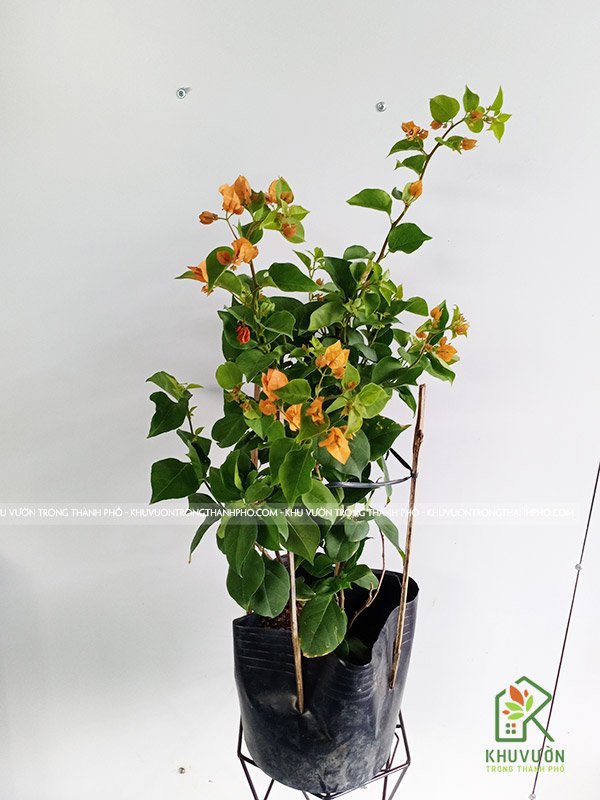 Cây hoa giấy, cây bông giấy 3
