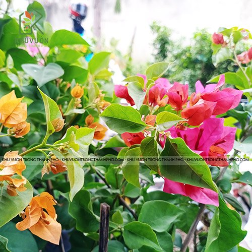 Cây hoa giấy, cây bông giấy