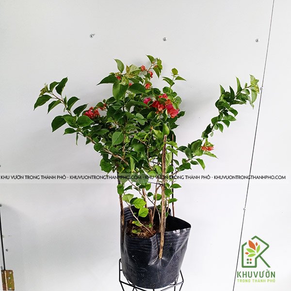 Cây hoa giấy, cây bông giấy 2