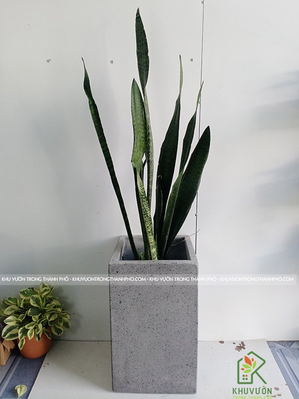 Chậu Đá Mài Trụ Vuông 30x50cm 3