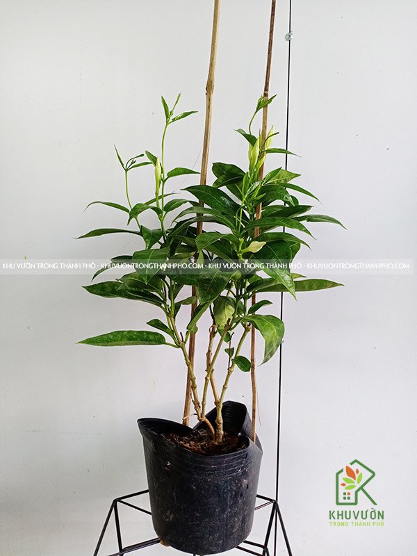 Cây Hoa Leo Tuyết Anh 2