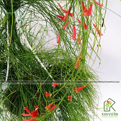 Cây Liễu Tường Hoa Đỏ