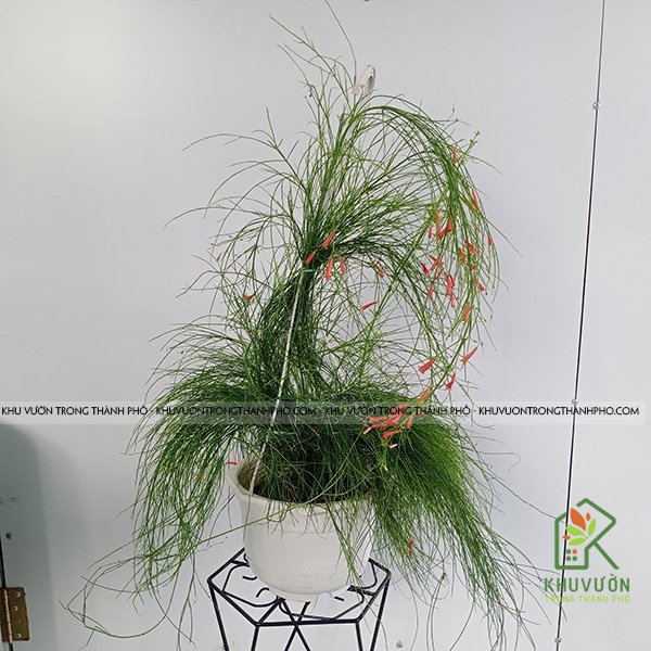 Cây Liễu Tường Hoa Đỏ 2