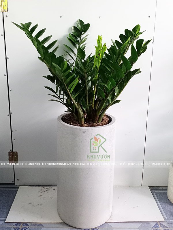 Chậu Xi Măng Trụ Tròn 35x60cm 2