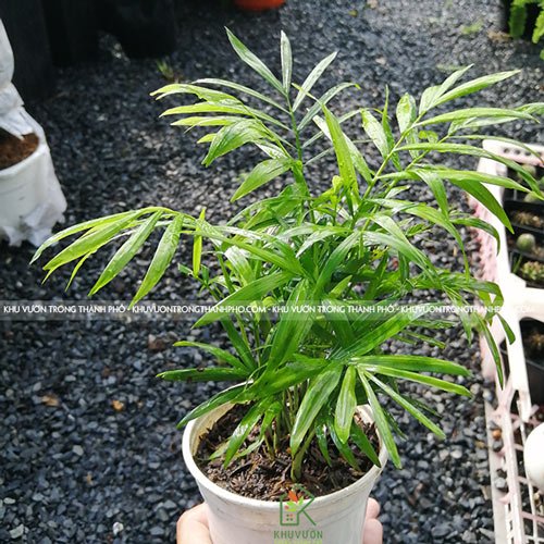 Cây Cau Tiểu Trâm 2