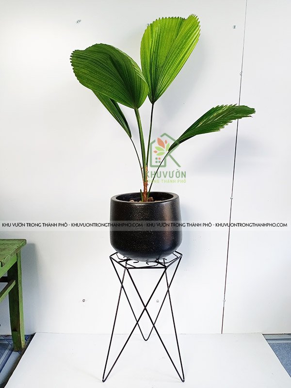 Đôn Sắt Kê Chậu 24x41cm 3