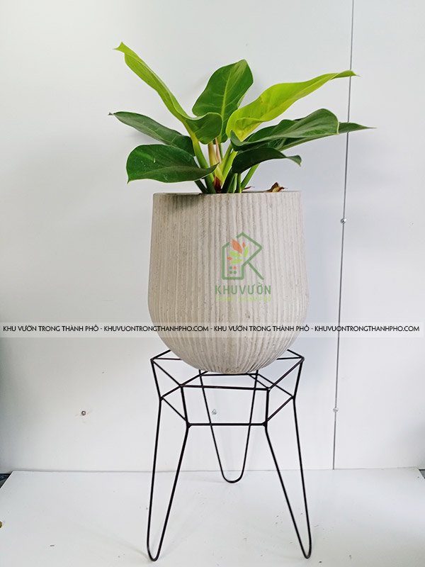 Đôn Sắt Kê Chậu 28x36cm