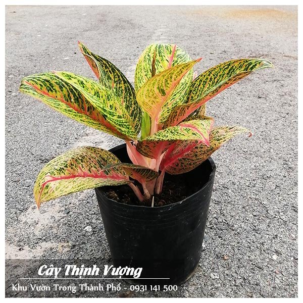 Cây Thịnh Vượng