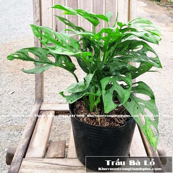 Cây Trầu Bà Lỗ 3