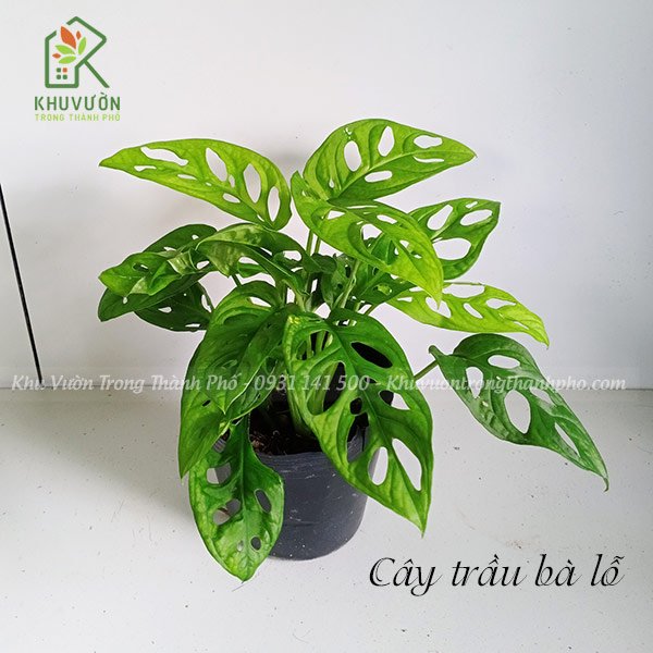 Cây Trầu Bà Lỗ