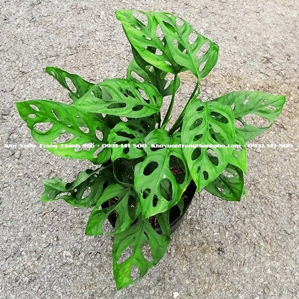 Cây Trầu Bà Lỗ 2