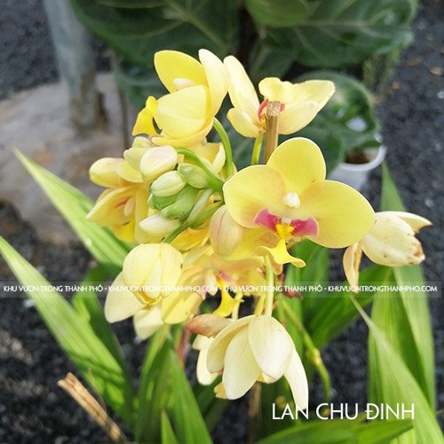 Cây Lan Chu Đinh