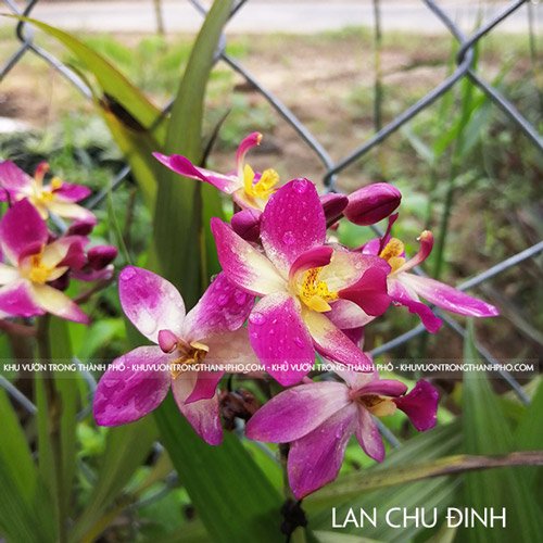 Cây Lan Chu Đinh 3