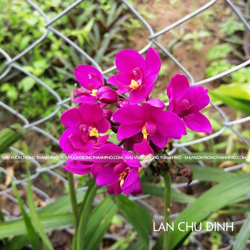Cây Lan Chu Đinh 2